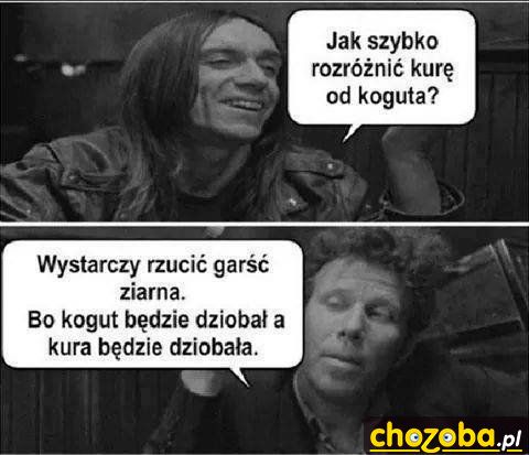 Kura czy kogut?