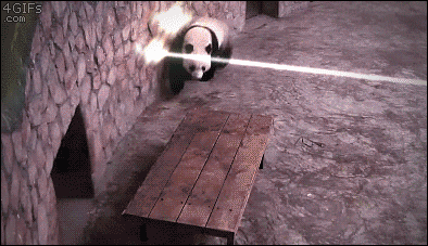 Panda pod ostrzałem