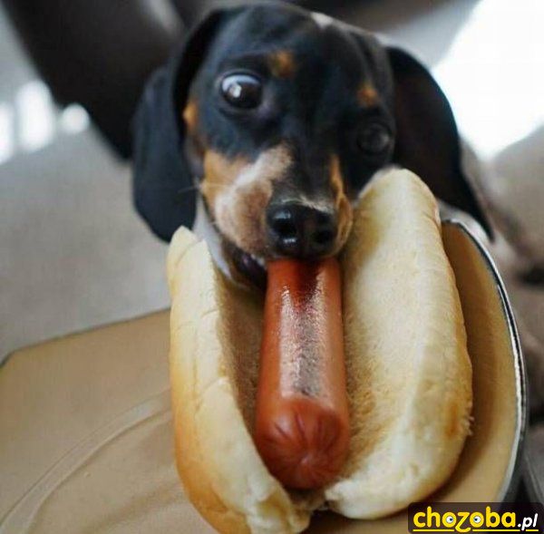 Dog i Hot-Dog