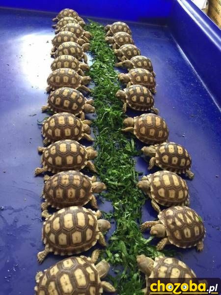 Pora karmienia