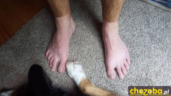 Jak pies