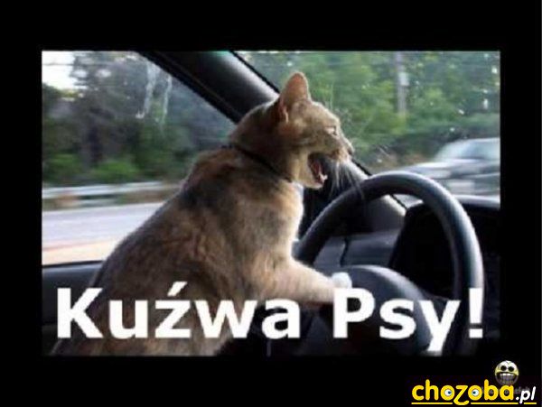 Kuźwa psy!
