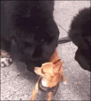 Dramatyczna chihuahua