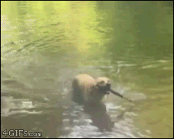 Psi refleks