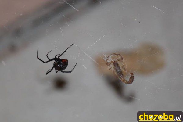 Czarna wdowa vs skorpion