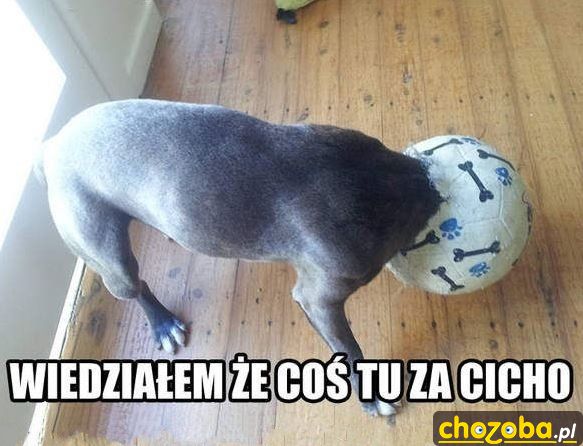 Wiedziałem że coś tu za cicho