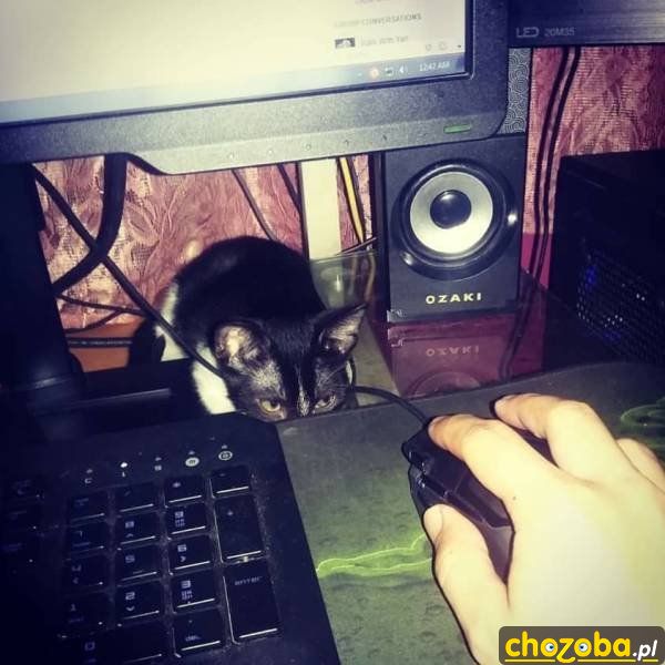 Polowanie na mysz