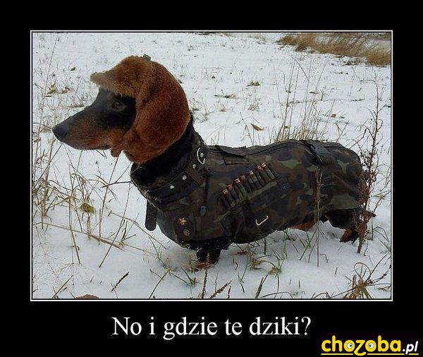 No i gdzie te dziki?