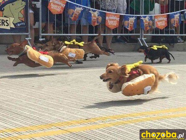 Wyścigi hot-dogów