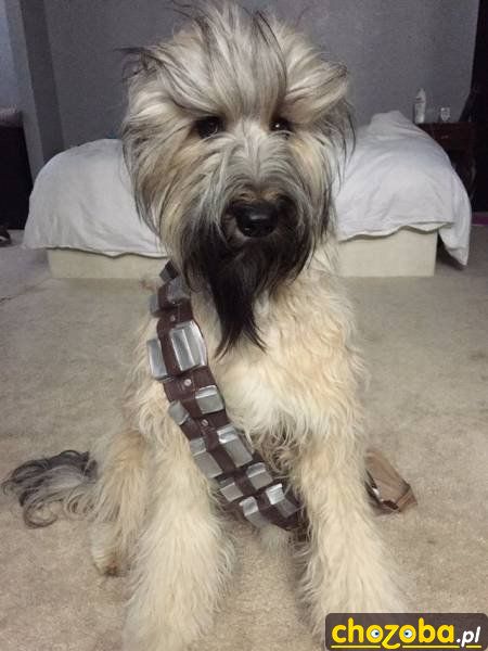 Psi Chewbacca