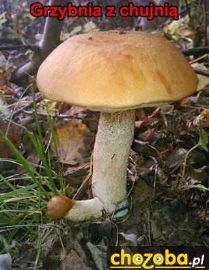 Grzybnia z chujnią