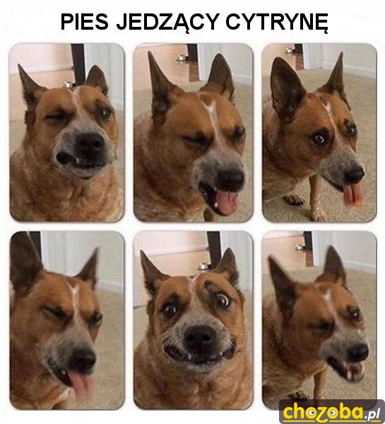 Pies jedzący cytrynę