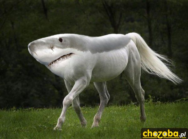 Konik