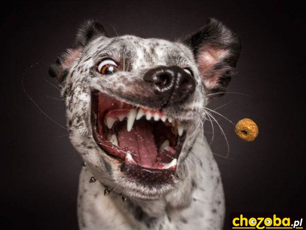 Łapiąc chrupkę