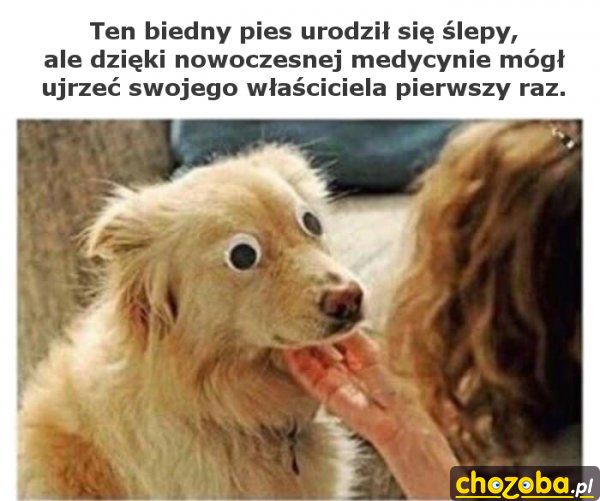 Ślepy pies