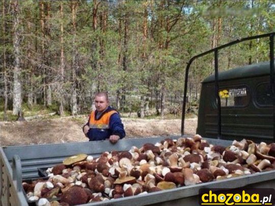 Na grzyby z przyczepą