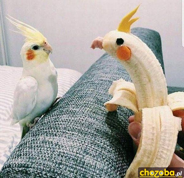 Papuga z banana