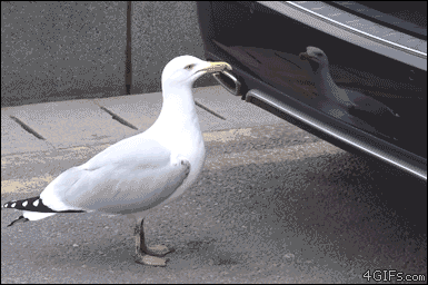 https://img.chozoba.pl/16/11/1477995012120863.gif