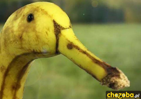 Bananowa kaczka