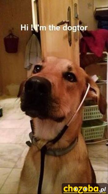 Dogtor