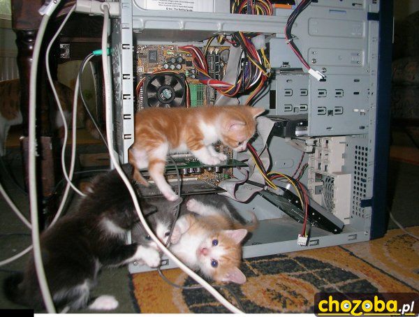 Koty informatyka