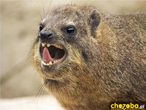 Pogłaskałbyś?