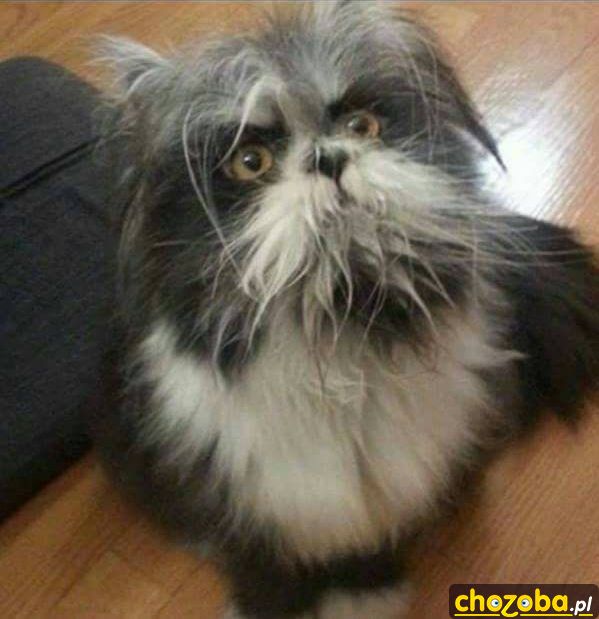 Pies czy kot?
