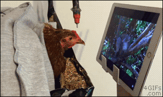 Kura ogląda telewizję