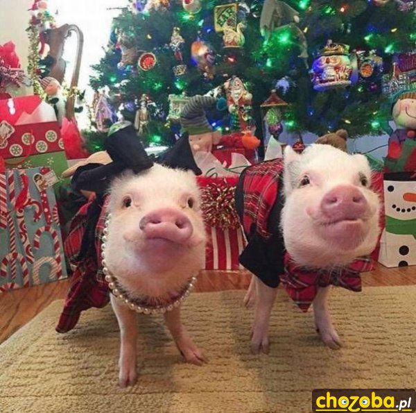 Świątecznie