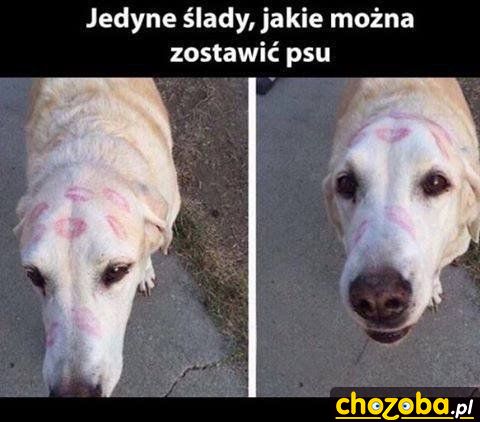 Ślady na psie