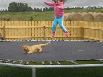Kot na trampolinie