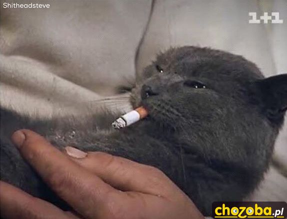 Kot z fajką