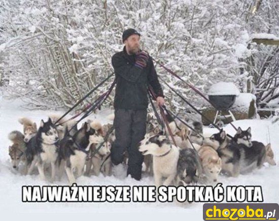 Najważniejsze nie spotkać kota