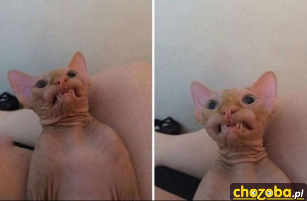 Uśmiechnięty kotek