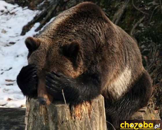 Miś się bawi w chowanego