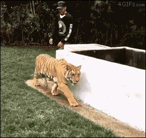 Straszenie tygrysa