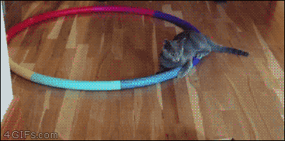 Kot w hula-hop