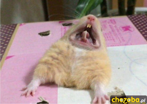 Aaaaaaa!!!