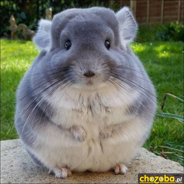 Grubasek