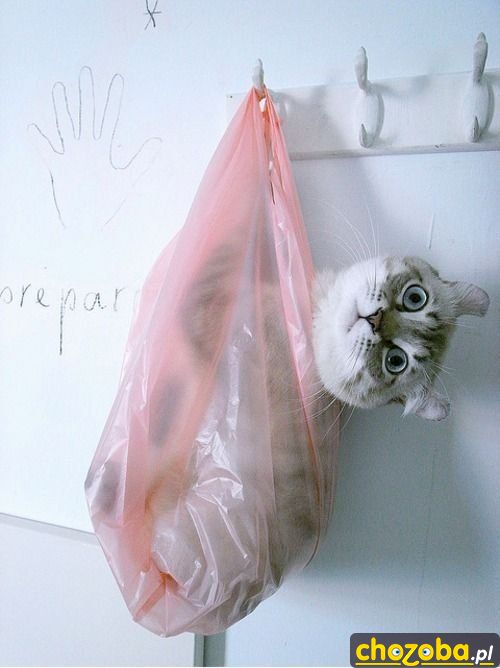 Kotek
