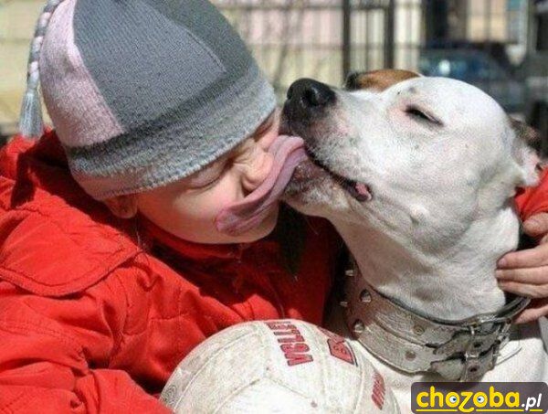 Pies ci mordę lizał