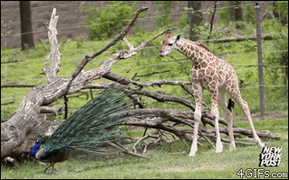 Paw straszy żyrafę