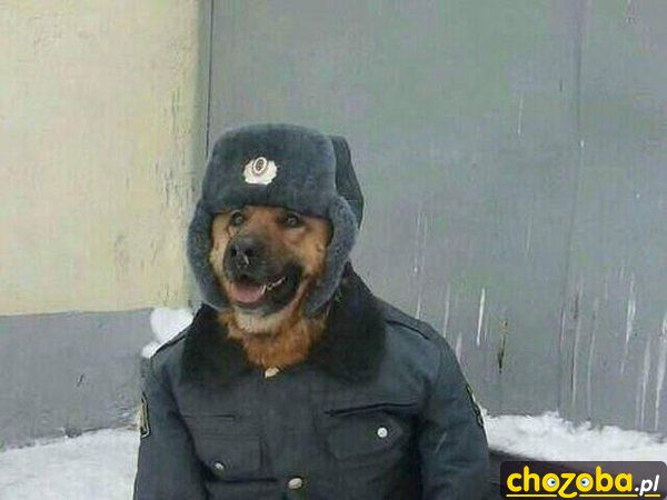 Pies w Rosji