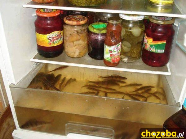 Akwarium w lodówce