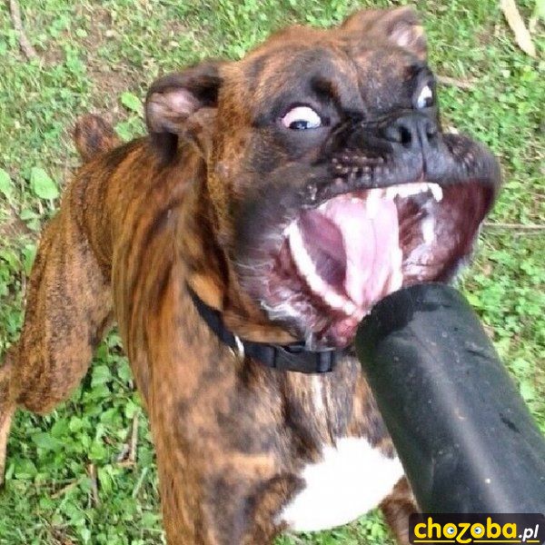 Aaaaaaaaaaa