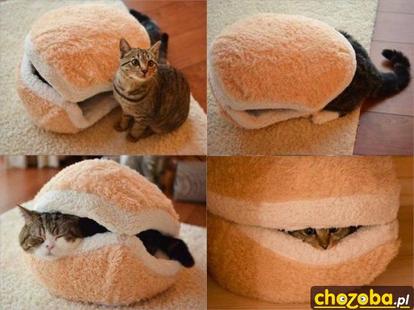 Hamburger z kota