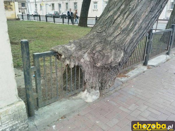 Drzewo przechodzi przez ogrodzenie
