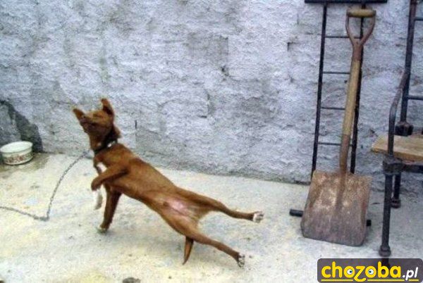 Psi breakdance