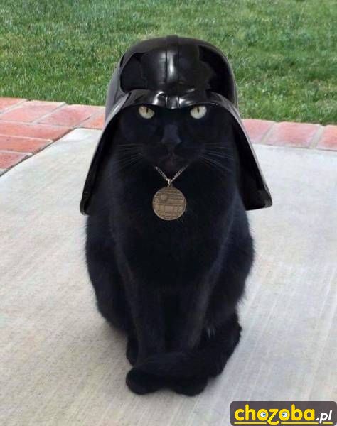 Kot Vader
