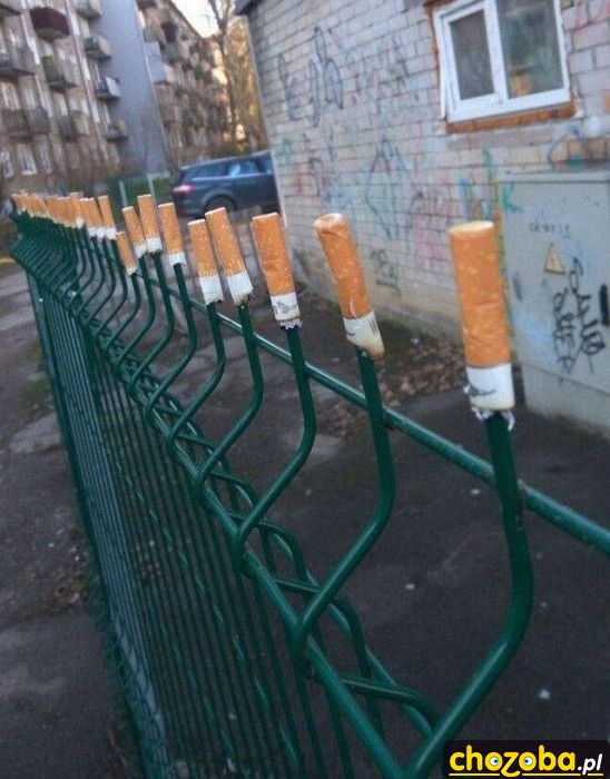 A na płocie petunie